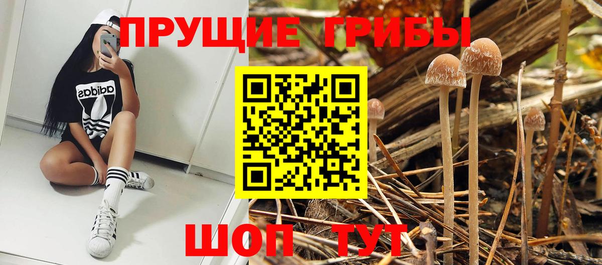 Псилоцибиновые грибы мицелий  Вход с VPN  Гусиноозёрск 